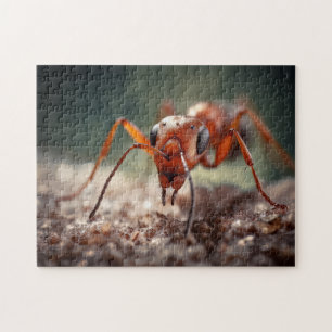 Puzzle Macro Ant se demande