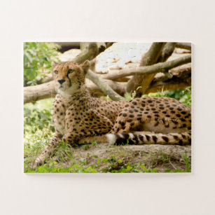 Puzzle Magnifique Cheetah Belle photo de chat