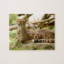 Magnifique Cheetah Belle photo de chat