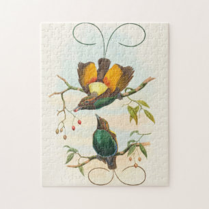 Puzzle Magnifique Oiseau de Paradis par John Gould