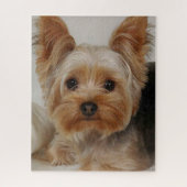 Puzzle Magnifique Yorkshire Terrier (Vertical)