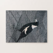 Puzzle magpie (Horizontal)