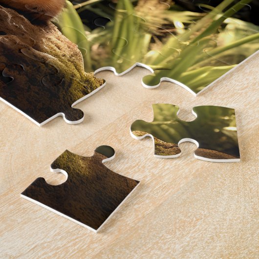 Puzzle Maine Coon dans la nature. (Côté)