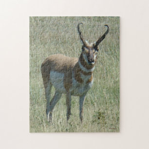 Puzzle Mâle d'antilope d'A13 Pronghorn