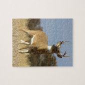 Puzzle Mâle de Whitetail d'automne (Horizontal)