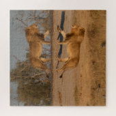 PUZZLE MALE LION REFLECTED (Horizontal)