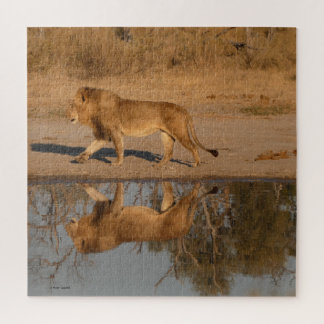 PUZZLE MALE LION REFLECTED