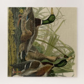 Puzzle Mallard Duck from Audubon's Birds of America (Horizontal)