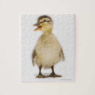 Puzzle Mallard duckling