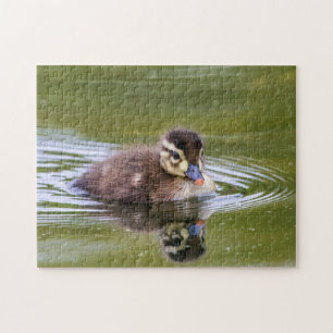 Puzzle Mallard Duckling