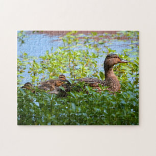 Puzzle Mallard et canettes-Natation par Shirley Taylor