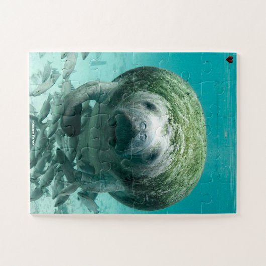 Puzzle Manatee Floride (Horizontal)