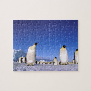 Puzzle Manchot Antarctique, péninsule Antarctique