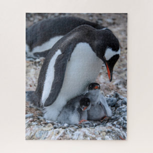 Puzzle Manchot au nid et poussins sur la glace