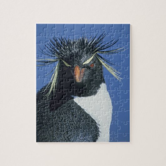 Puzzle Manchot de Hoppe (Eudyptes chrysocome) (Vertical)