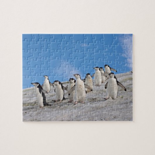 Puzzle Manchots à Collier | Pygoscelis Antarctica (Horizontal)