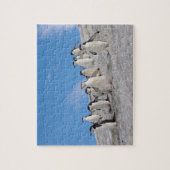 Puzzle Manchots à Collier | Pygoscelis Antarctica (Vertical)