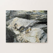 Puzzle Manchots de Humboldt. (Horizontal)