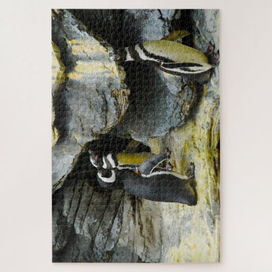 Puzzle Manchots de Humboldt. (Vertical)