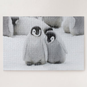 Puzzle Manchots empereurs poussins sur la glace en Antarc