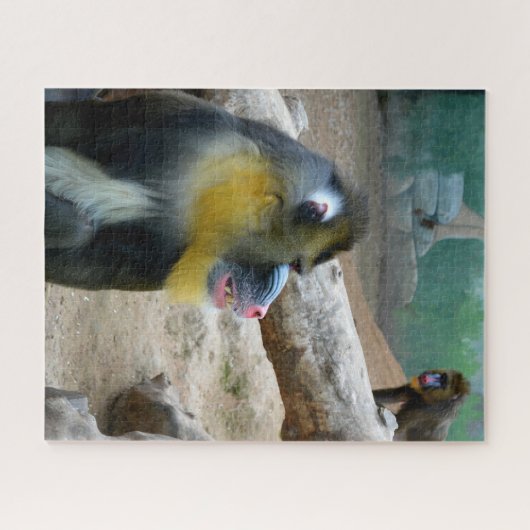 Puzzle Mandrills (Horizontal)