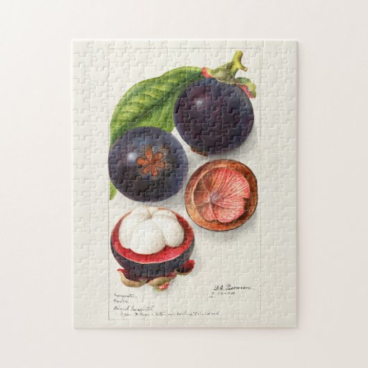 Puzzle Mangosteens (Garcinia Mangostana) Peinture aux fru (Vertical)
