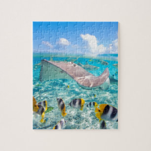 Puzzle Manta Ray