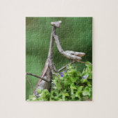 Puzzle mante de prière (Vertical)