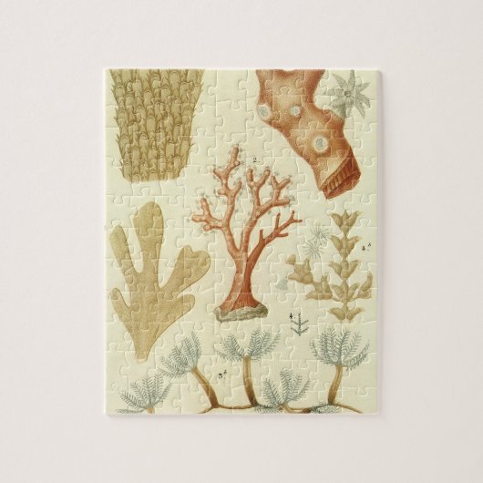 Puzzle Manuel de sciences Biologie, Animaux de corail vin (Vertical)