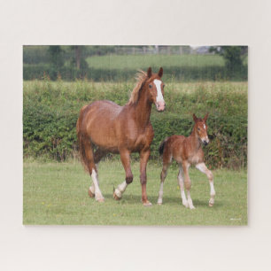 Puzzle Mare de sang chaud et poulain marchent ensemble