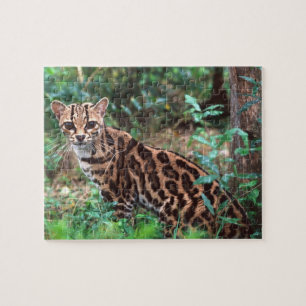 Puzzle Margay, Leopardus wiedi, Originaire du Mexique jus