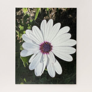 Puzzle Marguerite africaine blanche, Oakland
