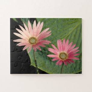 Puzzle Marguerites africaines Bute Park, Cardiff, Pays de