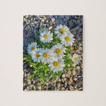 Marguerites blanches poussant dans le Gravel