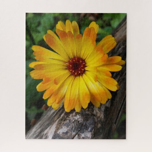 Puzzle marigold sur le journal (Vertical)