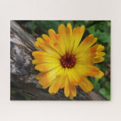 Puzzle marigold sur le journal (Horizontal)