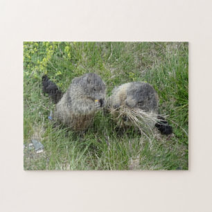 Puzzle Marmot