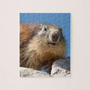 Puzzle Marmotte alpine sur roche