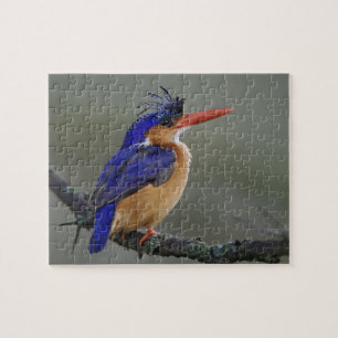 Puzzle Martin-pêcheur à tête bleue, Alcedo cristata, Lac