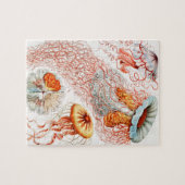 Puzzle Méduse, Discomedusae par Ernst Haeckel (Horizontal)
