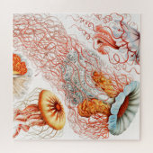 Puzzle Méduse, Discomedusae par Ernst Haeckel (Horizontal)