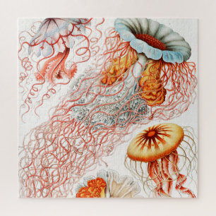 Puzzle Méduse, Discomedusae par Ernst Haeckel