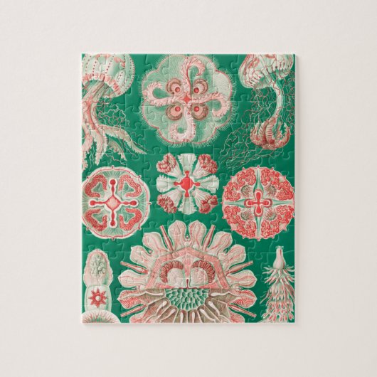Puzzle Méduse, Discomedusae par Ernst Haeckel (Vertical)
