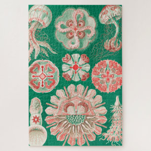 Puzzle Méduses, Discomedusae par Ernst Haeckel