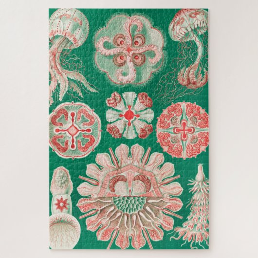 Puzzle Méduses, Discomedusae par Ernst Haeckel (Vertical)