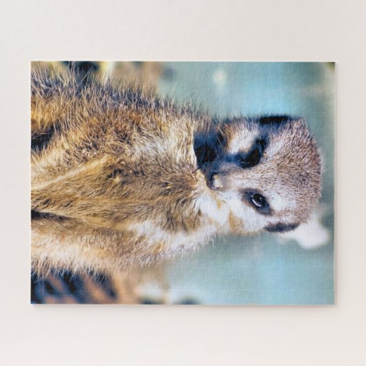 PUZZLE MEERKAT (Horizontal)