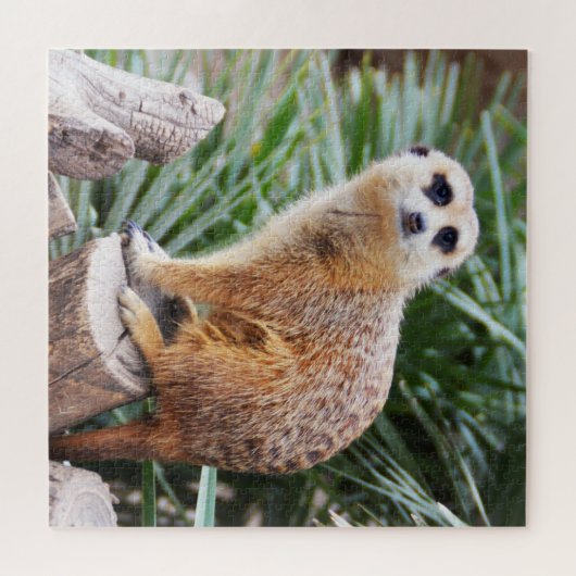 Puzzle Meerkat (Horizontal)