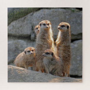 Puzzle Meerkat 110