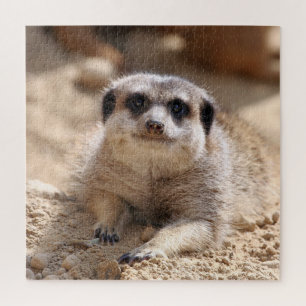 Puzzle Meerkat 174