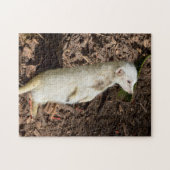 Puzzle Meerkat, fourrure blanche inhabituelle, (Horizontal)